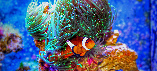 fish in coral